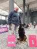  - Dogshow Antwerpen / Expo Anvers