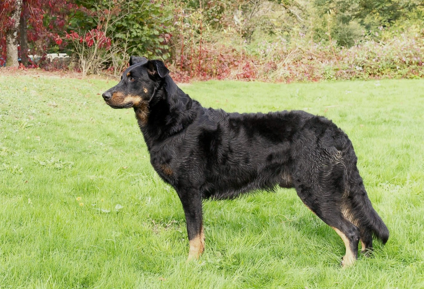 26/10/2025 Dogshow Leuven / Louvain