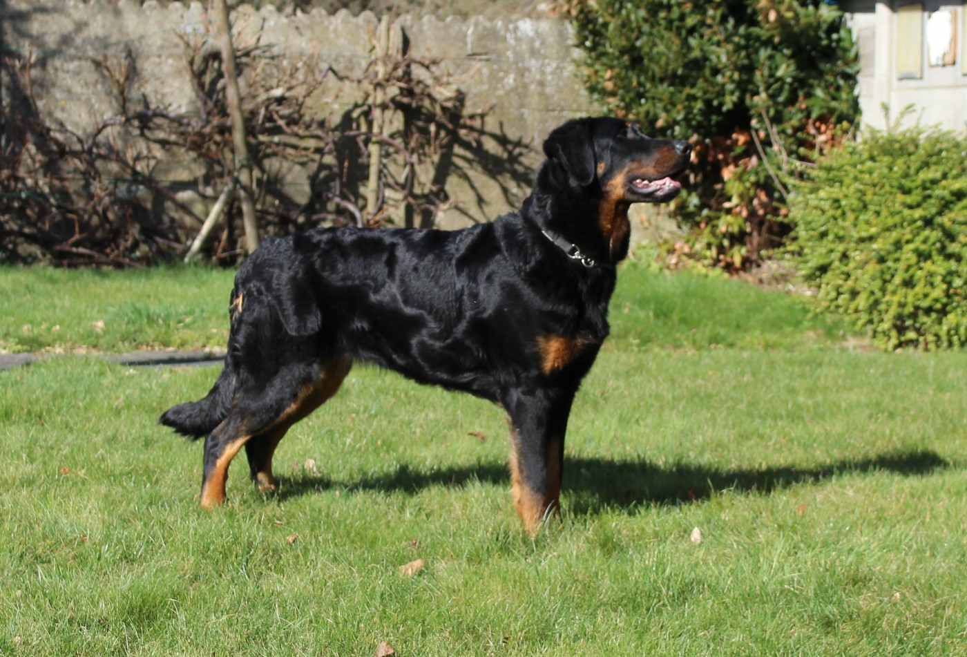 L'ami De La Campagne - Dekking Uzelle / Saillie Uzelle