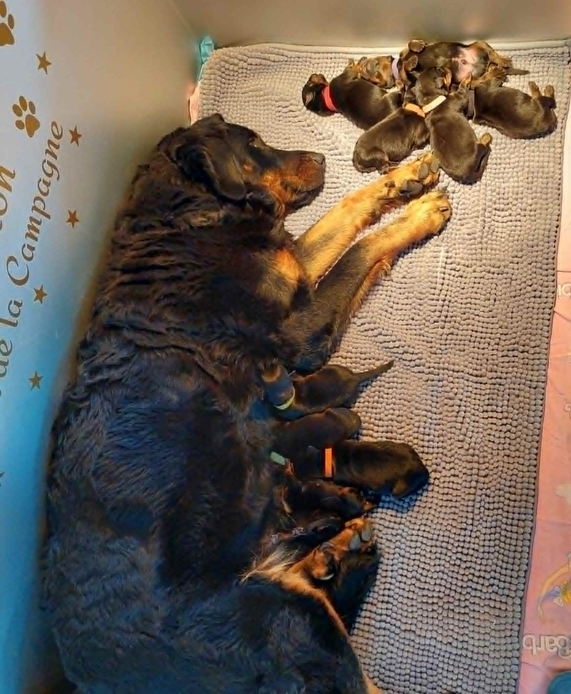 L'ami De La Campagne - Chiots disponibles - Berger de Beauce