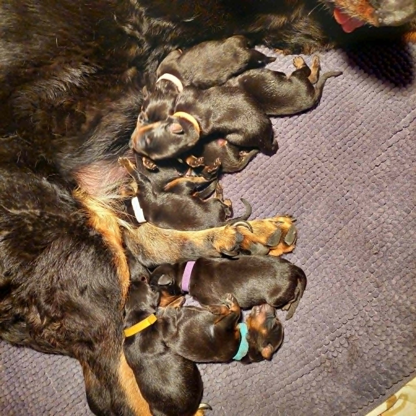 L'ami De La Campagne - Chiots disponibles - Berger de Beauce