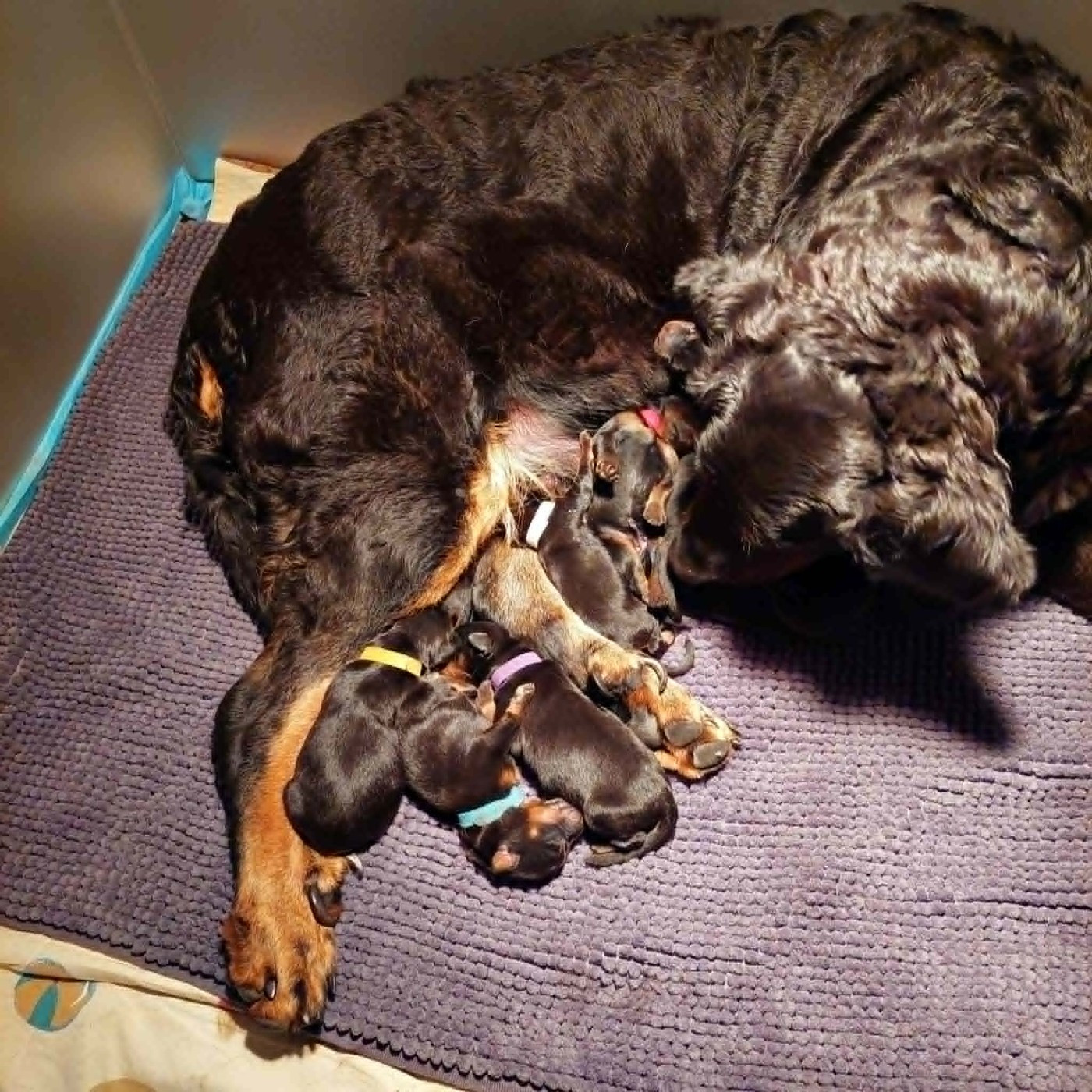 L'ami De La Campagne - Chiots disponibles - Berger de Beauce