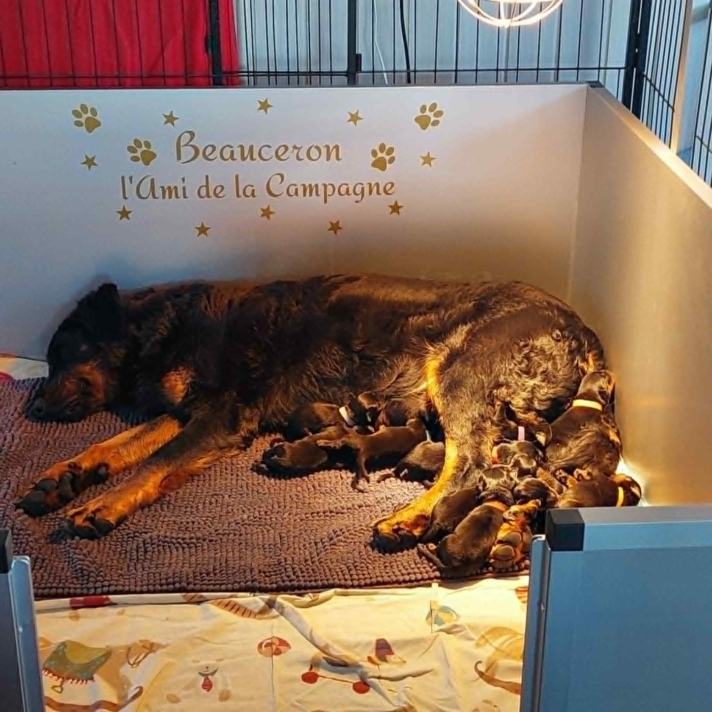 Chiot Berger de Beauce L'ami De La Campagne