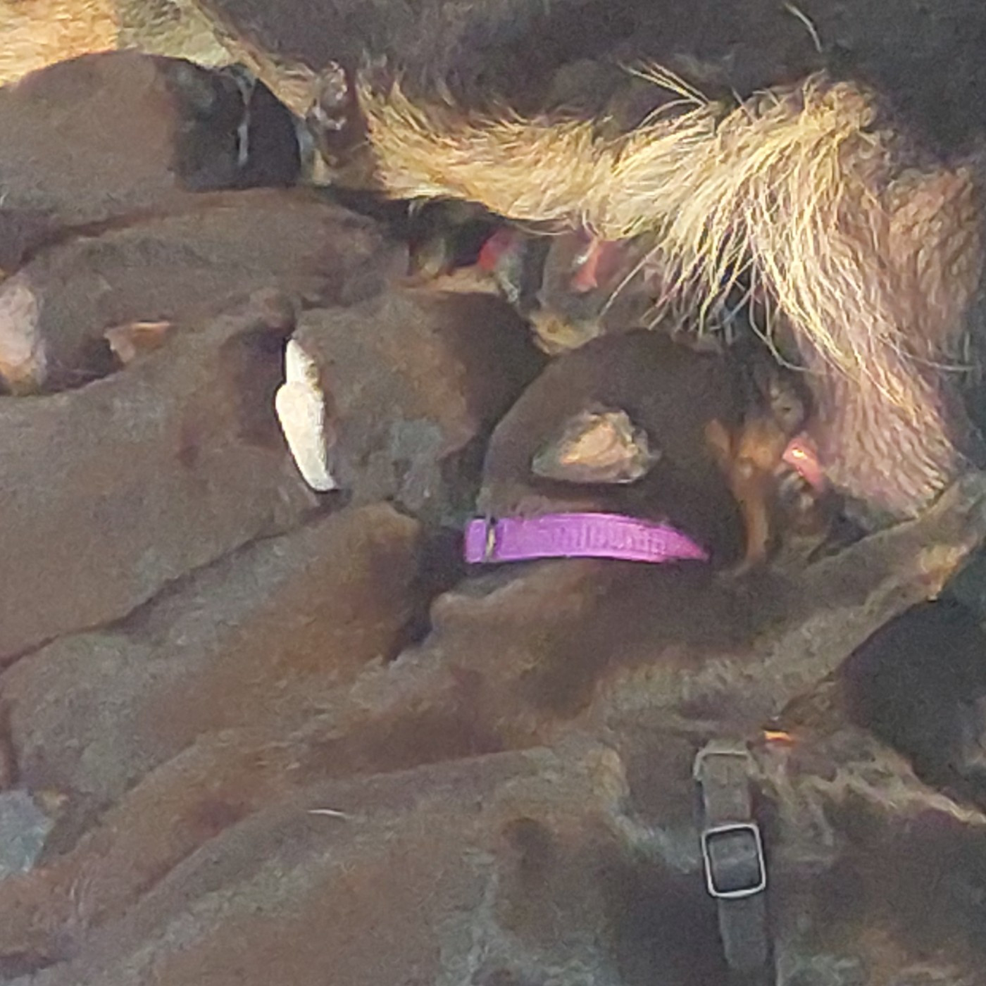 L'ami De La Campagne - Chiots disponibles - Berger de Beauce