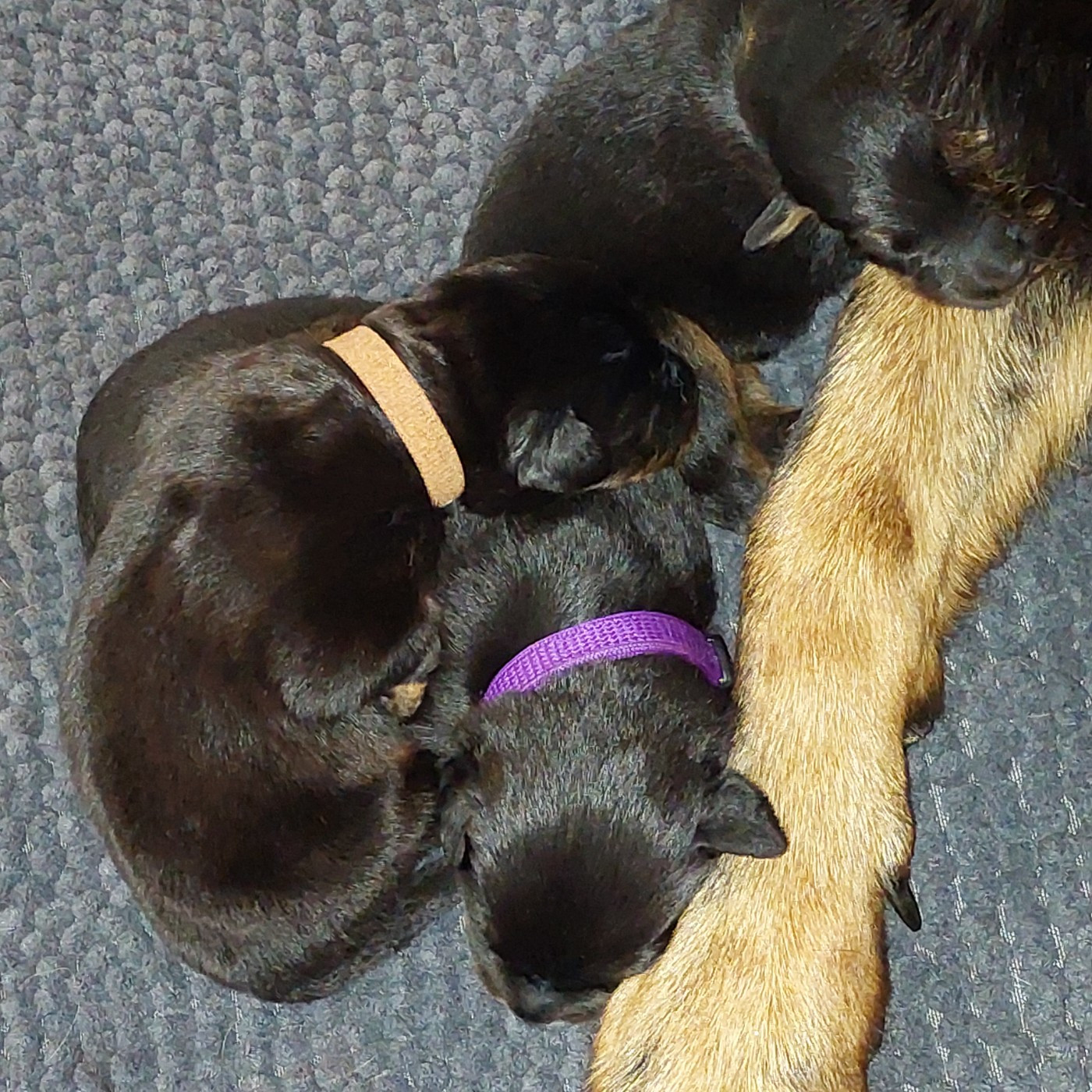 L'ami De La Campagne - Chiots disponibles - Berger de Beauce