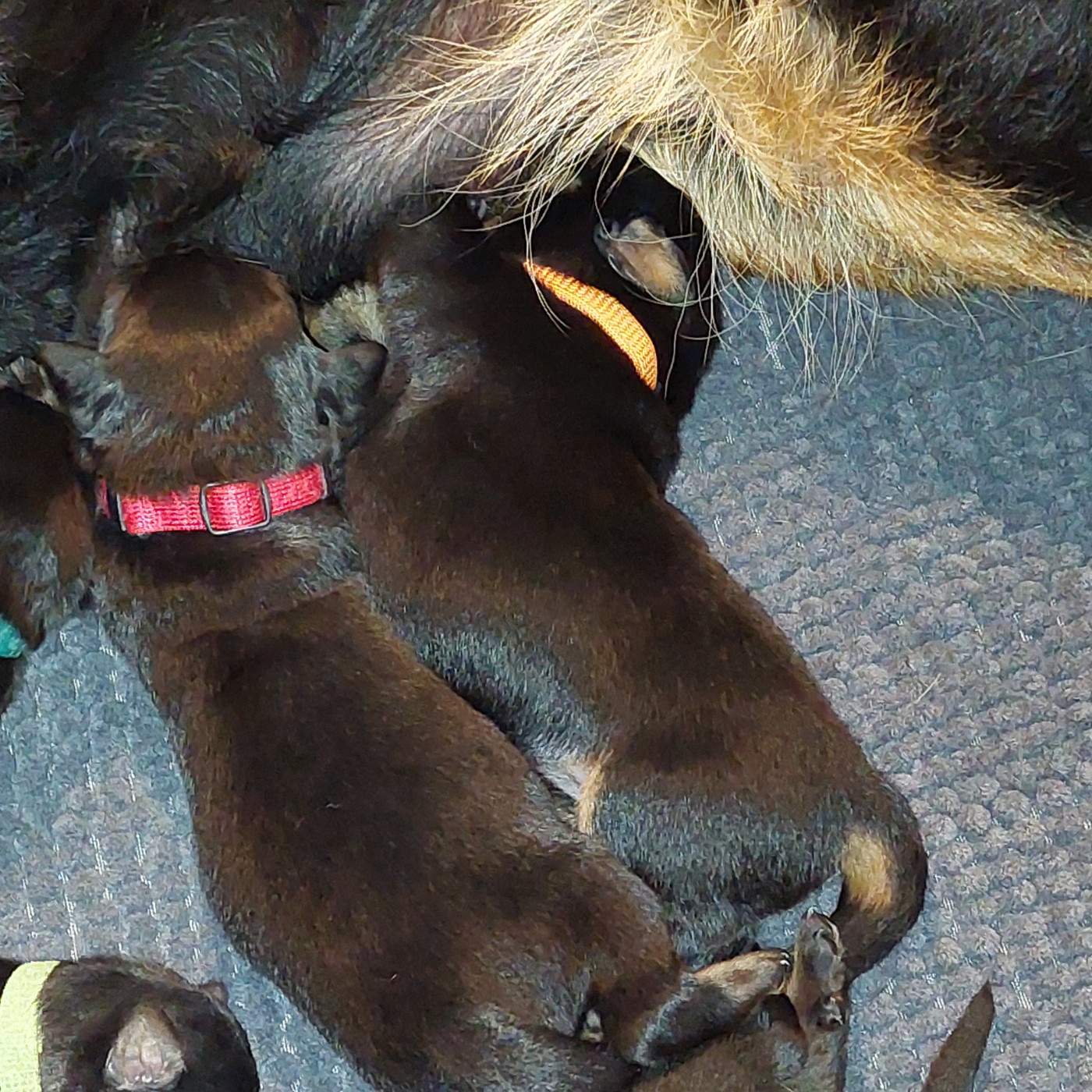L'ami De La Campagne - Chiots disponibles - Berger de Beauce