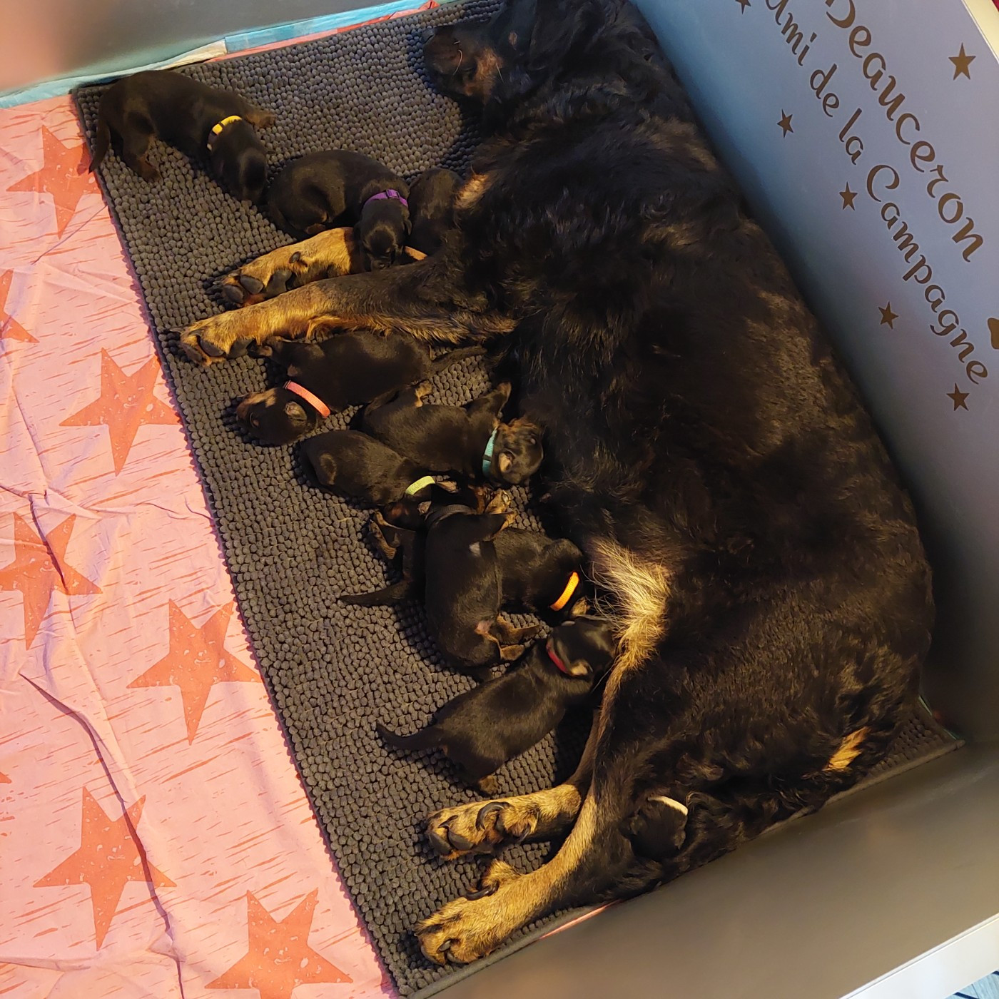 L'ami De La Campagne - Chiots disponibles - Berger de Beauce