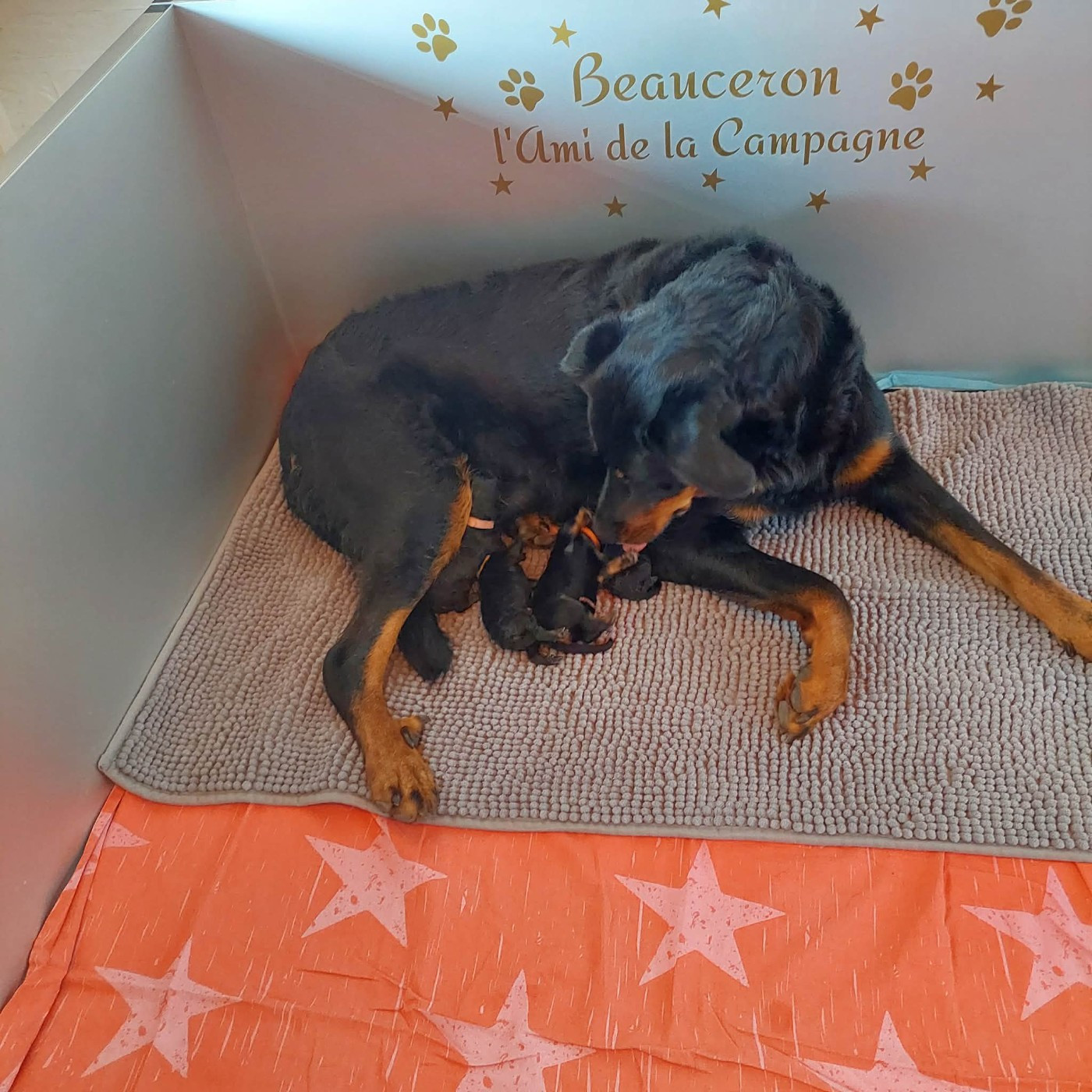 Chiot Berger de Beauce L'ami De La Campagne