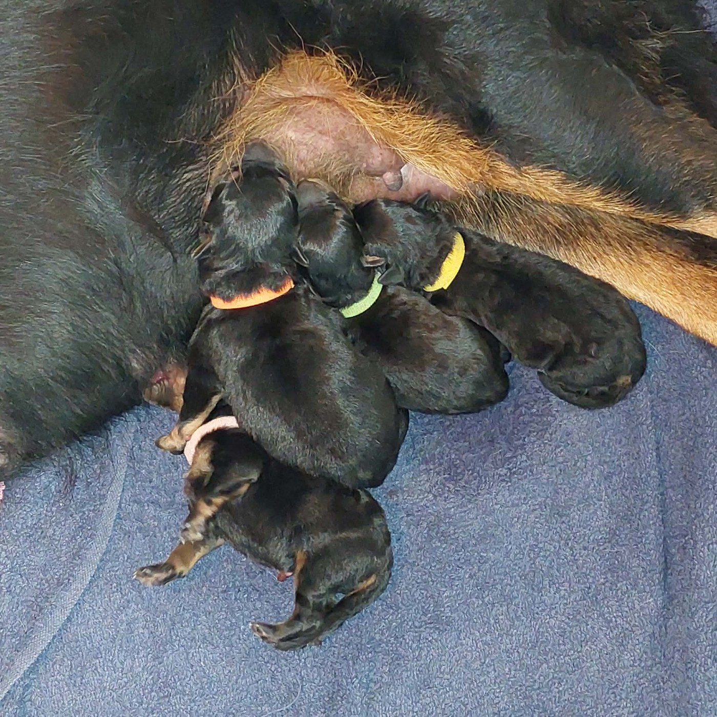 L'ami De La Campagne - Chiots disponibles - Berger de Beauce