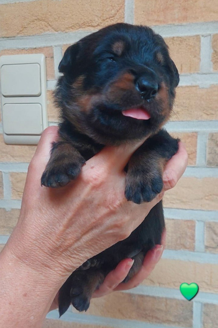 L'ami De La Campagne - Chiots disponibles - Berger de Beauce