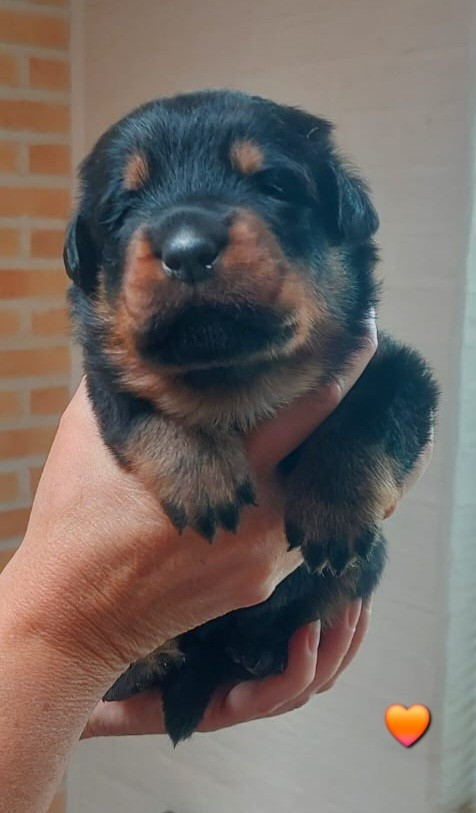 L'ami De La Campagne - Chiots disponibles - Berger de Beauce
