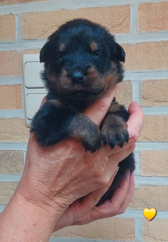 L'ami De La Campagne - Chiots disponibles - Berger de Beauce