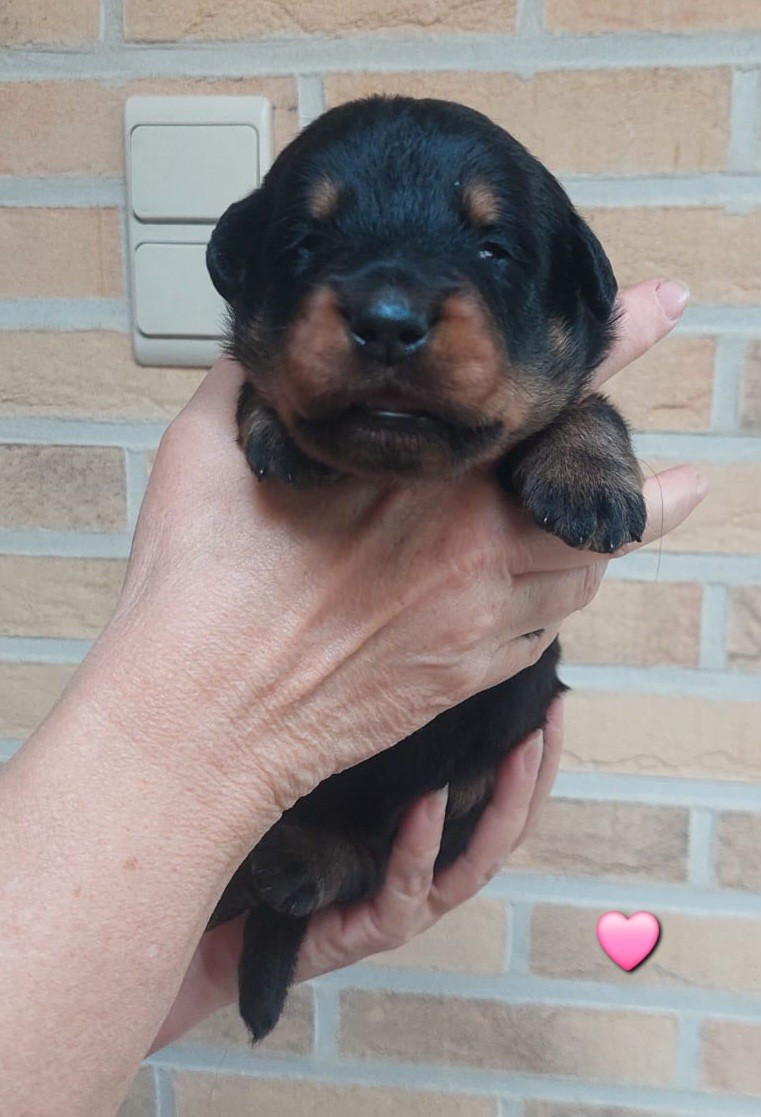 L'ami De La Campagne - Chiots disponibles - Berger de Beauce