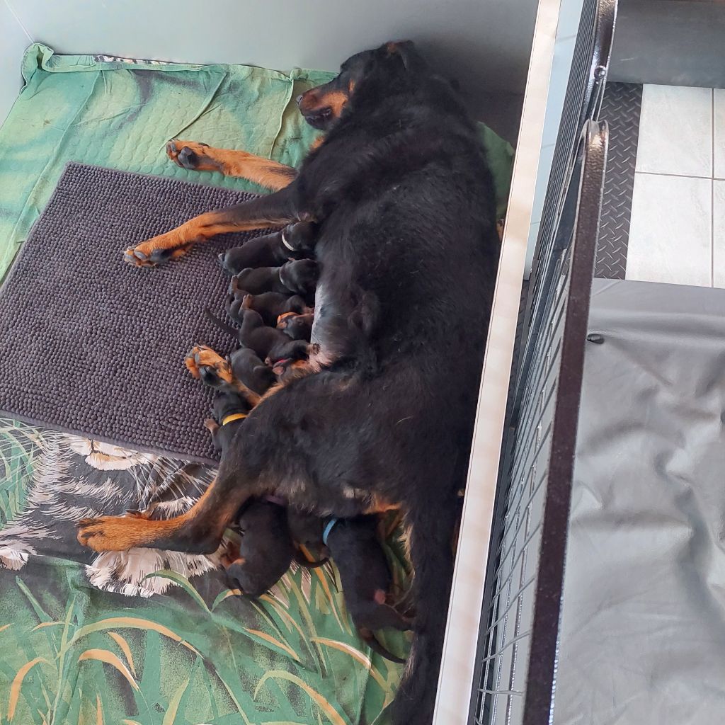 L'ami De La Campagne - Chiots disponibles - Berger de Beauce