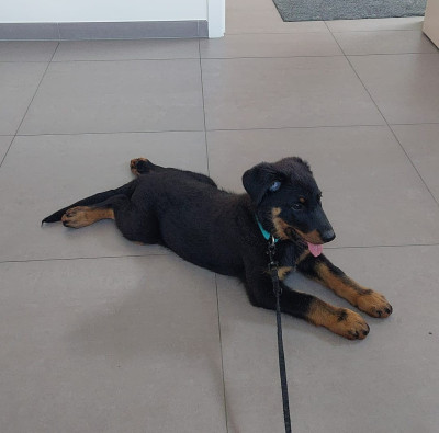 Zena