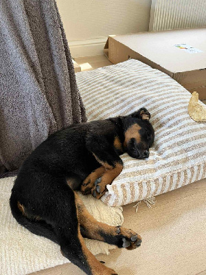 YOSHI