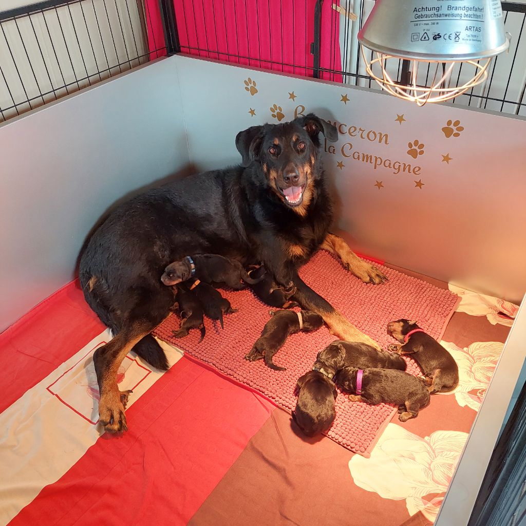 Chiot Berger de Beauce L'ami De La Campagne