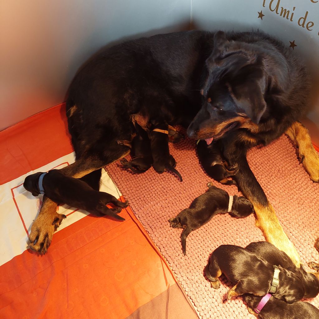 L'ami De La Campagne - Chiots disponibles - Berger de Beauce